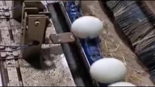 Skilled workers عمال مهرة