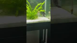 This Angelfish Couple Are Divorced