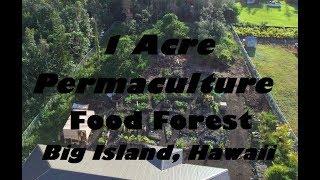 Tropical Permaculture Food Forest In Hawaii - After 8 Months