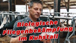 Biologische Fliegenbekämpfung im Kuhstall - My KuhTube Film 209