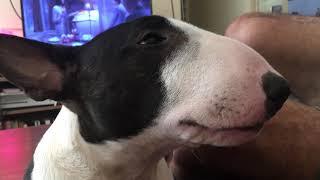 Talking dog! Mini bull terrier