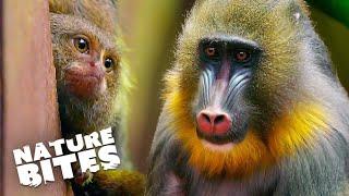 Discover Chester Zoo's Hidden Monkey Storie | Nature Bites