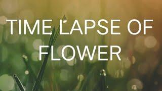 TIME-LAPSE OF FLOWER