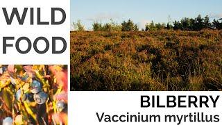 Bilberry Foraging - UK Foraging and Wild Food Guide