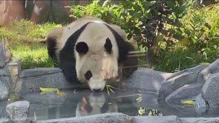 Panda Ridge grand opening | Giant pandas, Yun Chuan and Xin Bao, make public debut