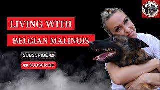 Living with a Belgian Malinois