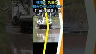 【田植え】苗の踏み倒しが少ない「コの字植え」手直しの少ない方法を試してみました＃shorts