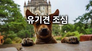 미얀마 여행 시 주의할 점! 여행자의 필수정보! 개 조심!