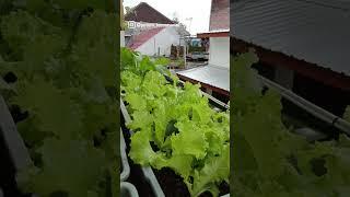 Tanam Sayur Organik dalam Pot | Petani Teras Rumah #shorts #short