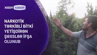 Narkotik tərkibli bitki yetişdirən şəxslər ifşa olunub