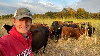 Cropland to Cover Crops - 3rd time grazing