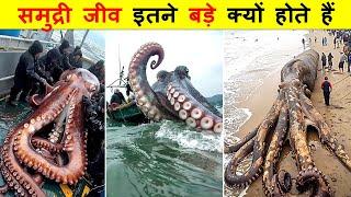 समुन्द्र में रहने वाले जीव इतने विशाल क्यों होते हैं ? WHY DEEP SEA CREATURES ARE GIANTS.