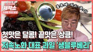 [신선한 우리 밥상]  저속노화 대표 과일 '국내산 생 블루베리' I 굿모닝투데이