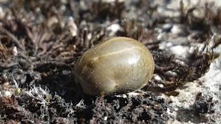 Großer gemeiner Holzbock - Weibliche Adulte Zecke