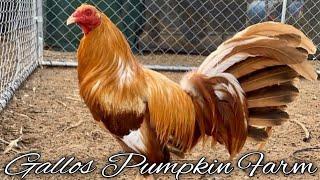 GALLOS PUMPKIN FARM - Tulare California