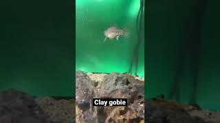 My 4 year old #claygobie #Dormitatorlebretonis #queaquatics #aquariums #gobies