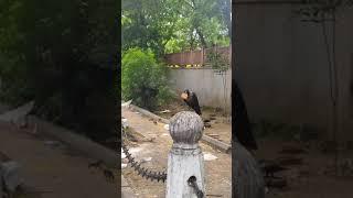 #crows 's foods area, #statuecircle ,#malviyanagarjaipur, Yoga SRK, Vijay Yadav,take biscuits & flew