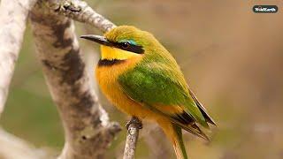 Calm waters and Feathery friends - SafariLIVE Sunrise - 26 December 2024