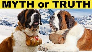  SAINT BERNARD - WHAT'S IN THE BARREL ? MYTH OR TRUTH ? 