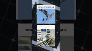 Birds are working for Uber