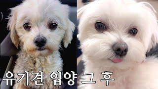 세상의 모든 유기견들이 행복해졌으면 좋겠습니다. 남해 유기견 뽀순이 이야기(감동주의)
