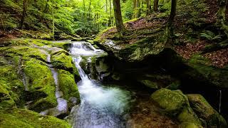 Small falls in the forest ASMR #ASMR #FallSound #WhiteNoise