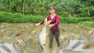 Harvesting A Lot Of Big Fish Goes To Market Sell - Take Care Vegetable | Phương Free Bushcraft