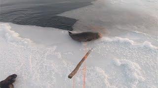 Hunting Seals in Open Hole in Ice with 17WSM and Harpoon. January 2019