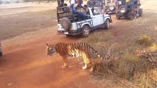 Close encounter with the queen of tadoba, Tigress Maya, Chandrapur. #wildlife #tadoba