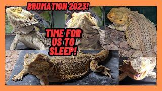 BEARDED DRAGON BRUMATION 2023! GOODBYE FOR MONTHS GUYS! LIZARD SLEEPY TIME!