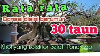 Bonsai Milik Kolektor Ponorogo.ada yg Pernah turun di klas Bintang