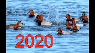 864. Polák velký , Common Pochard, Tafelente, Красноголовый нырок, Głowienka zwyczajna