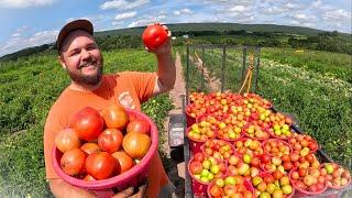 Our INTERESTING TOMATO HARVEST