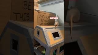 My Pet Rats vs Cardboard Barriers