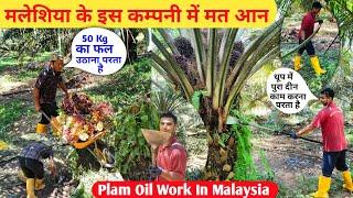 मलेशिया के Plantation Company का सचाई, Palm Oil Company In Malaysia, Realty in Malaysia work ,