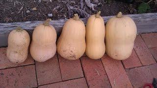 Butternut Pumpkin - from worms to pumpkin