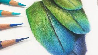 REALTIME How To Draw Feathers in COLORED PENCIL