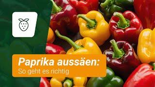 Paprika richtig aussäen: So klappt's