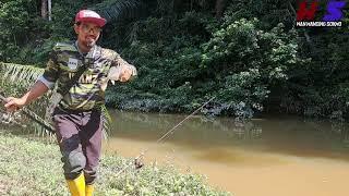 Ada rezeki mancing di sungai koyan | umpan pellet #wms-344