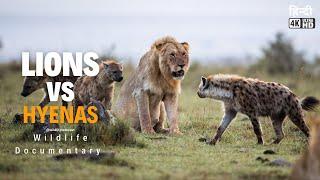 Lions vs Hyenas 2 - हिन्दी डॉक्यूमेंट्री | Wildlife documentary in Hindi