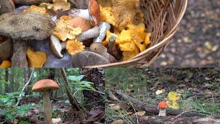 Вересневий ліс і гриби