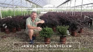 Cast in Bronze™ Distylium - New Release - Southern Living Plant Collection & Sunset Plant Collection