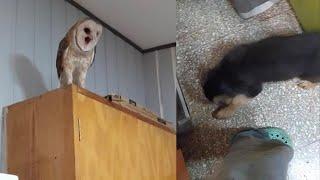 Scared Pet Owl Freaks Out Over Puppy