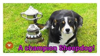 THESE DOGS ARE AMAZING! I visit a Sheepdog trial in Northumberland!