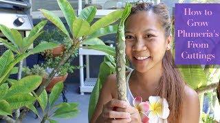How to Grow PLUMERIAS from cuttings  || A girl with a garden
