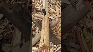 Axe wood splitting process!