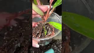 Repotting my baby Philodendron Caramel Marble.