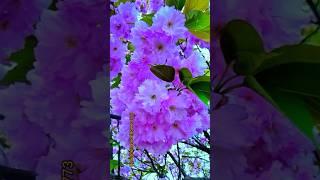 beautiful flowering tree | natural flower #shorts