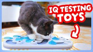 Testing My Cat's IQ