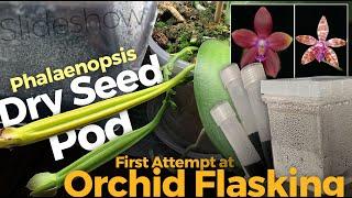 Flasking / Sowing Phalaenopsis Orchid Seeds